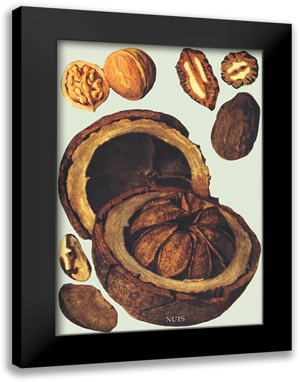 Nuts #1 16x22 Black Modern Wood Framed Art Print Poster