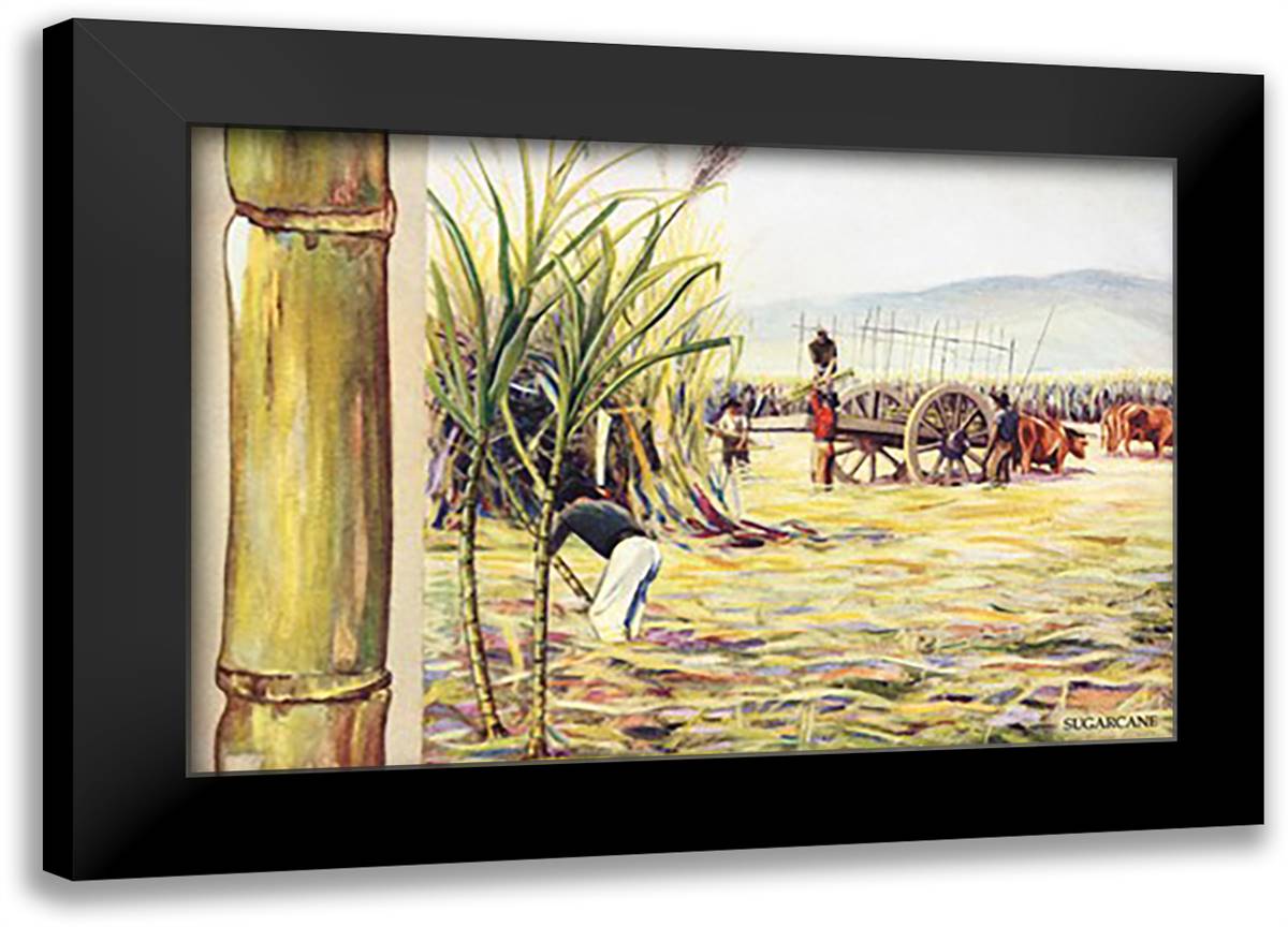 Sugarcane 22x16 Black Modern Wood Framed Art Print Poster