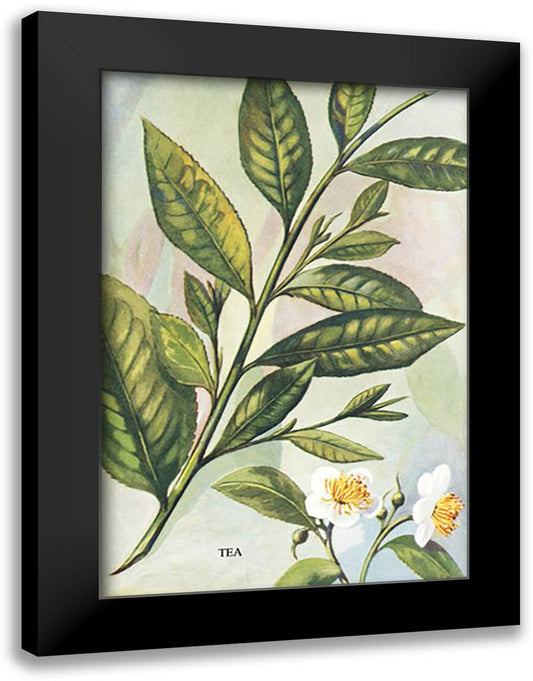 Tea Plant #2 16x22 Black Modern Wood Framed Art Print Poster