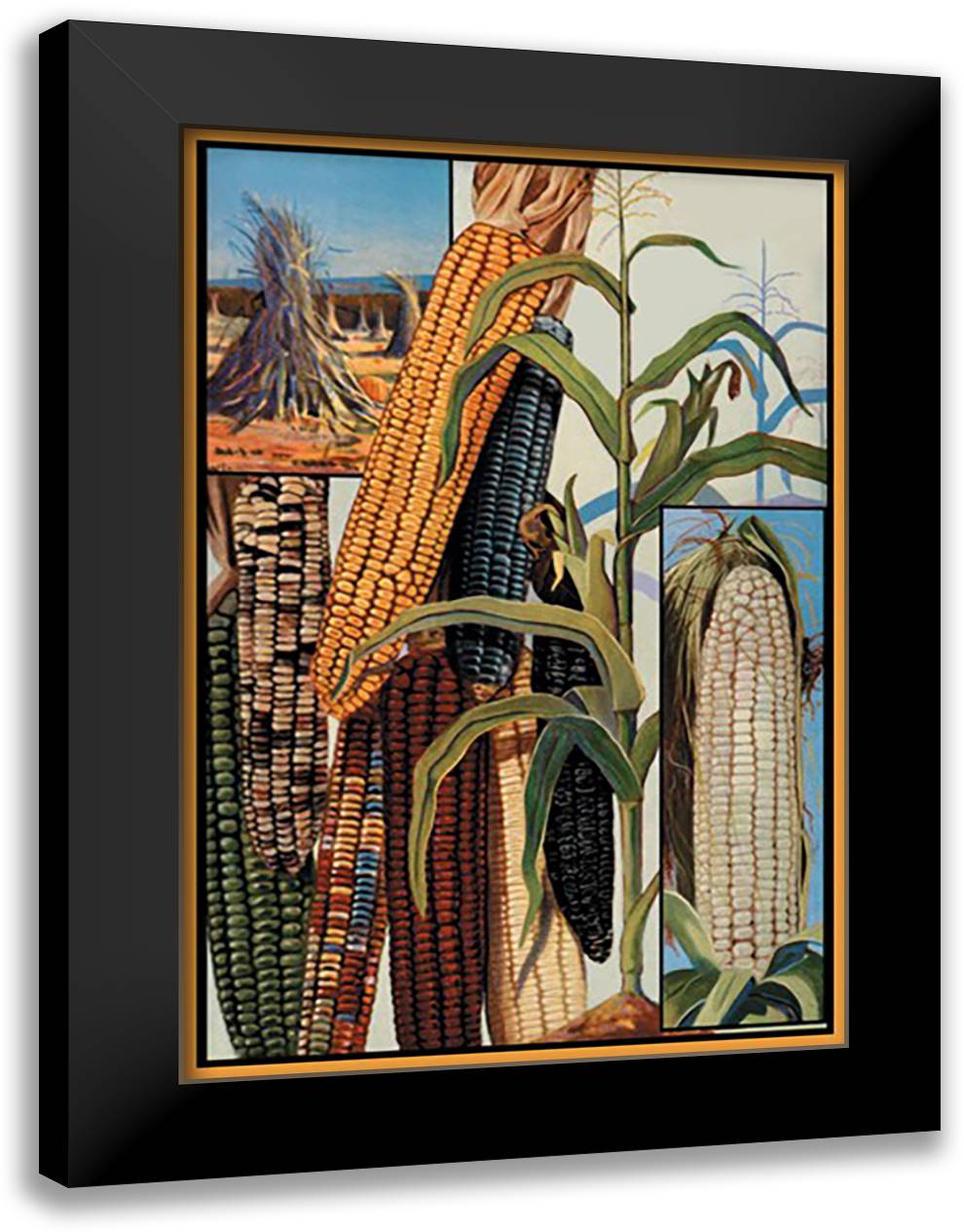 Indian Corn 16x22 Black Modern Wood Framed Art Print Poster
