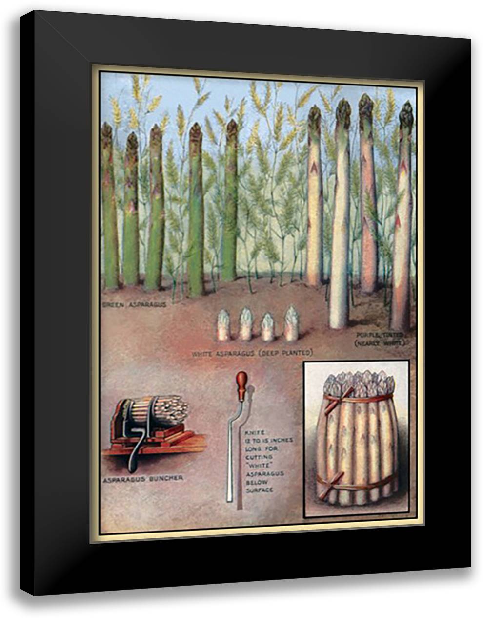 Asparagus 16x22 Black Modern Wood Framed Art Print Poster