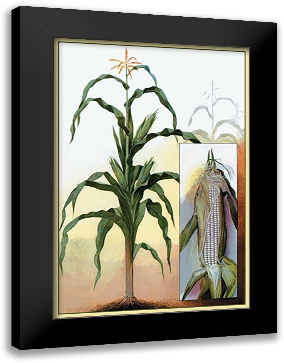 Sweet Corn 16x22 Black Modern Wood Framed Art Print Poster