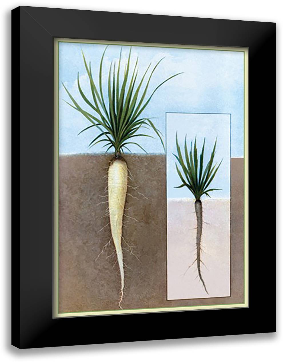 Oyster Plant #2 16x22 Black Modern Wood Framed Art Print Poster