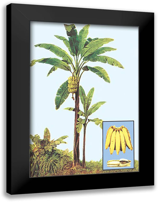 Banana 16x22 Black Modern Wood Framed Art Print Poster