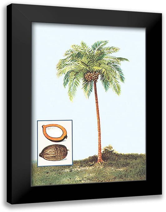 Coconut 16x22 Black Modern Wood Framed Art Print Poster