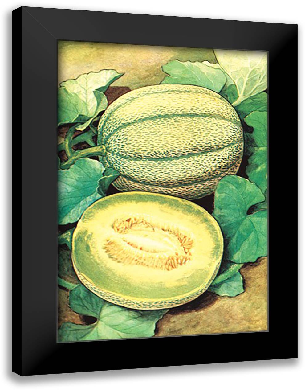 Muskmelon 16x22 Black Modern Wood Framed Art Print Poster