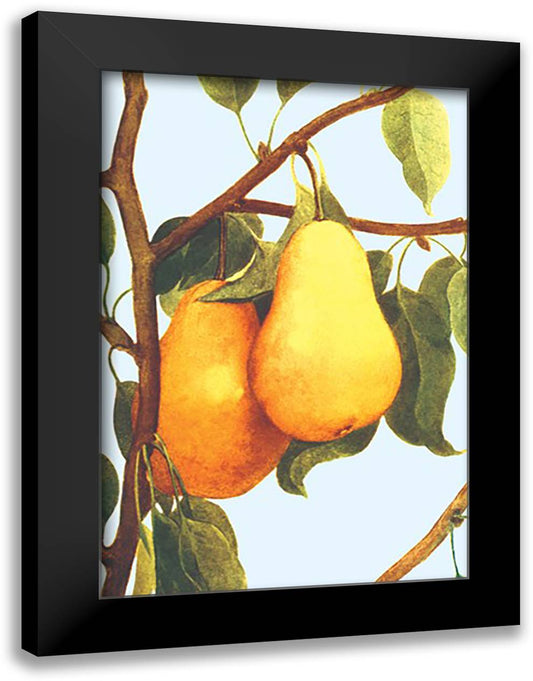 Bartlett Pears 16x22 Black Modern Wood Framed Art Print Poster