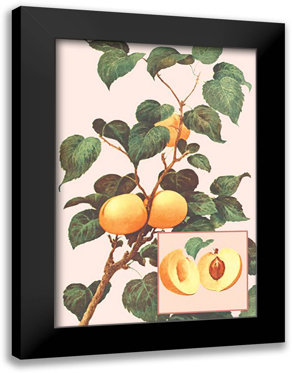 Apricots 16x22 Black Modern Wood Framed Art Print Poster