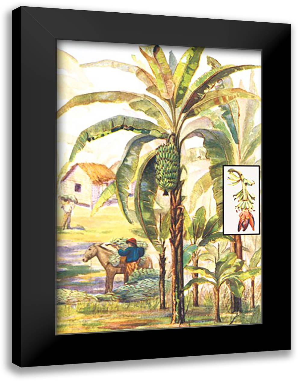 Banana Trees 16x22 Black Modern Wood Framed Art Print Poster