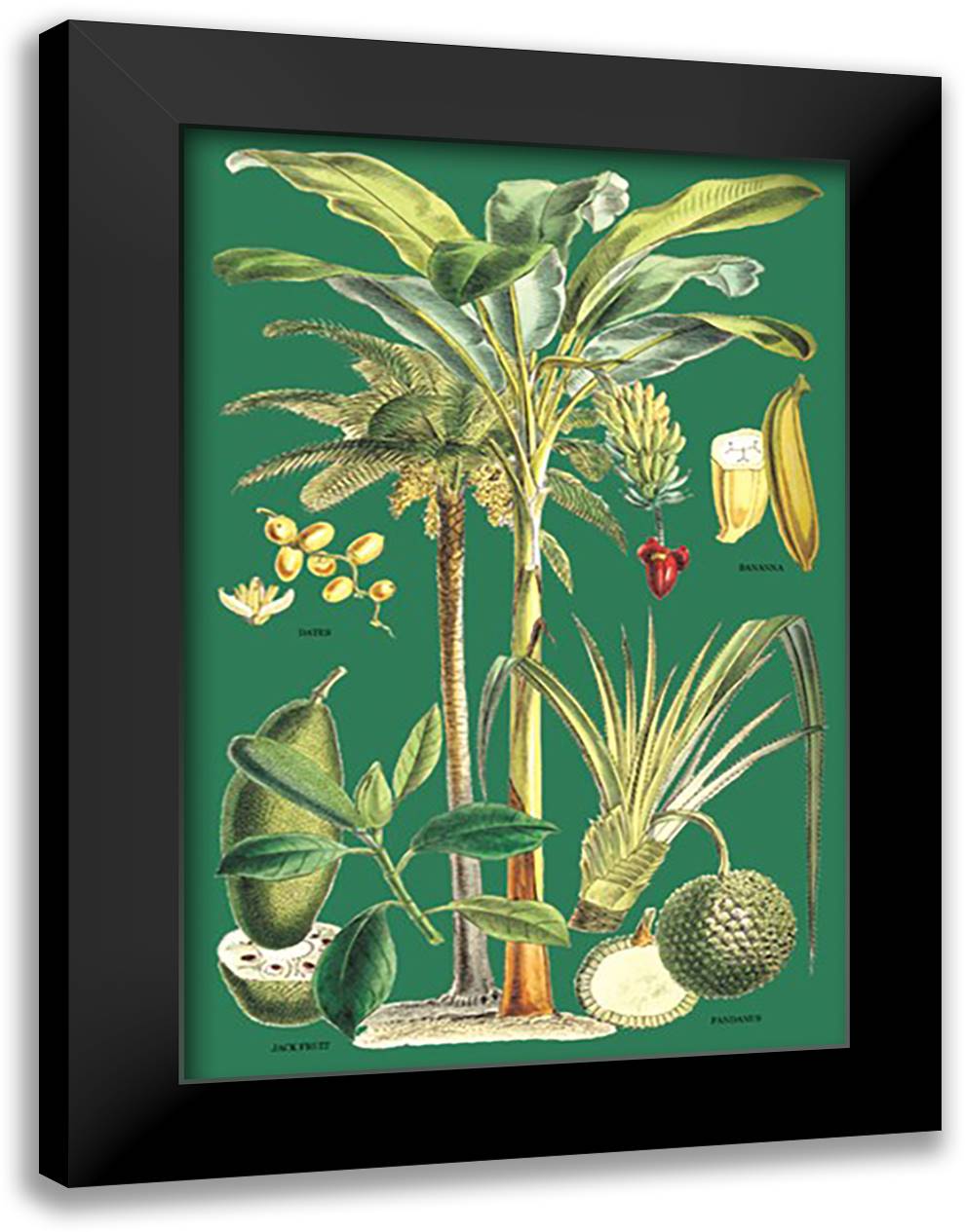 Plants Used as Food 16x22 Black Modern Wood Framed Art Print Poster