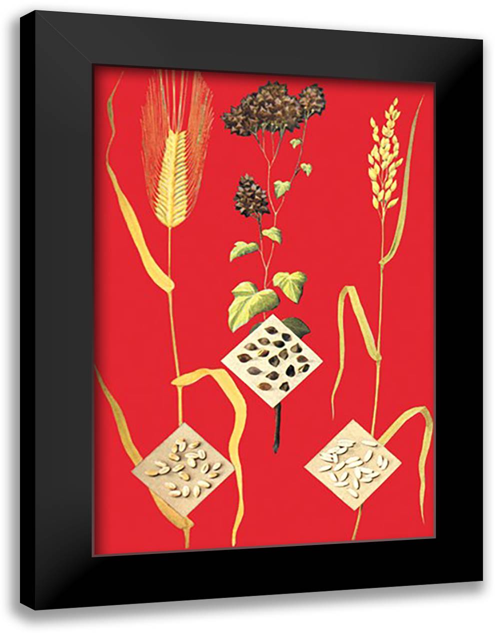 Grains: Barley, Buckwheat, and Rice #1 16x22 Black Modern Wood Framed Art Print Poster