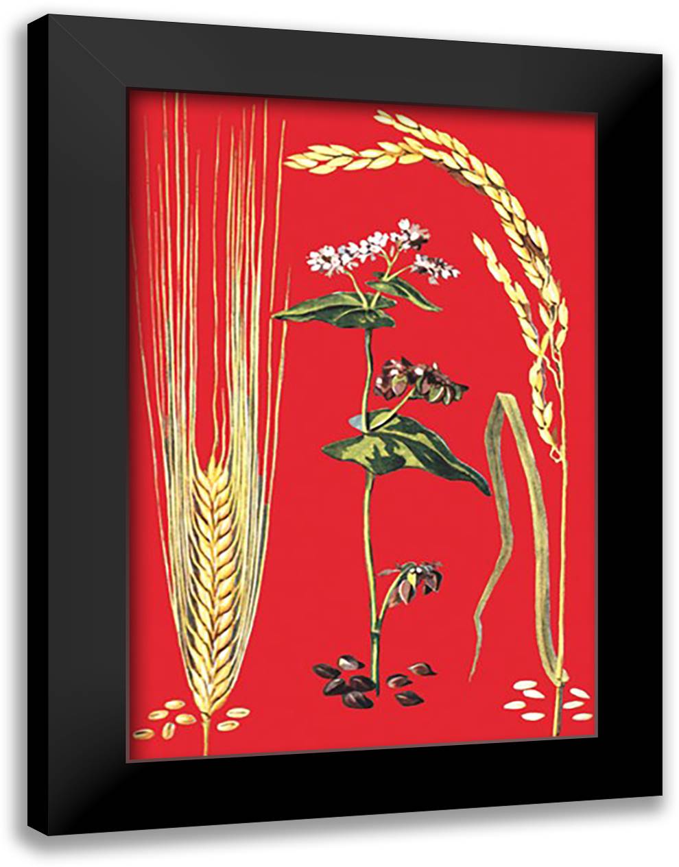 Grains: Barley, Buckwheat, and Rice #2 16x22 Black Modern Wood Framed Art Print Poster