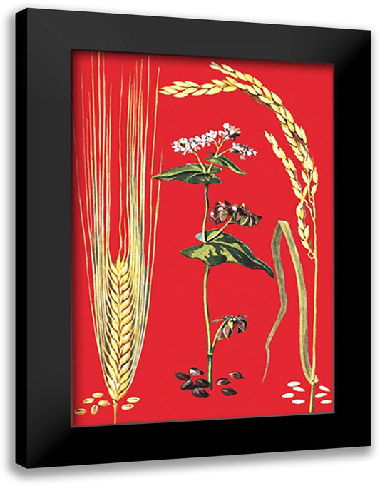 Grains: Barley, Buckwheat, and Rice #2 16x22 Black Modern Wood Framed Art Print Poster
