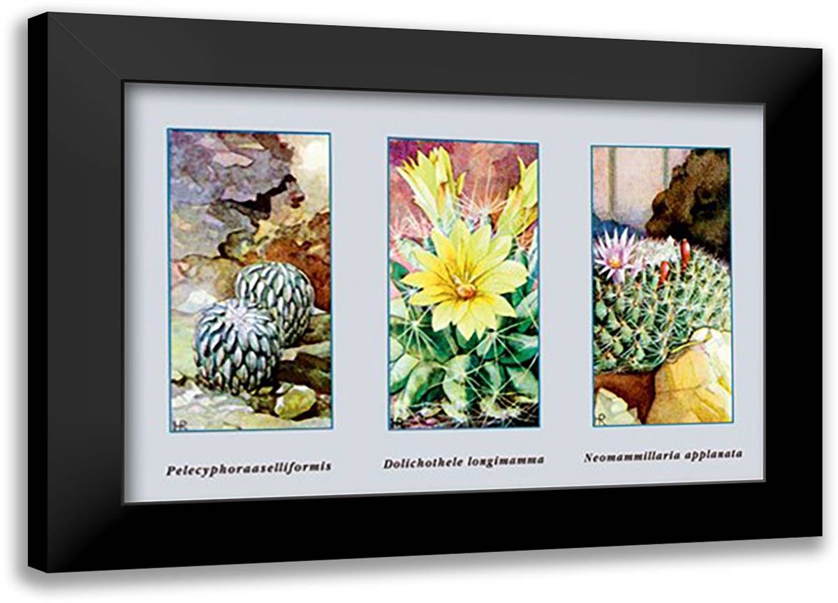 Pelecyphora Aselliformis 22x16 Black Modern Wood Framed Art Print Poster