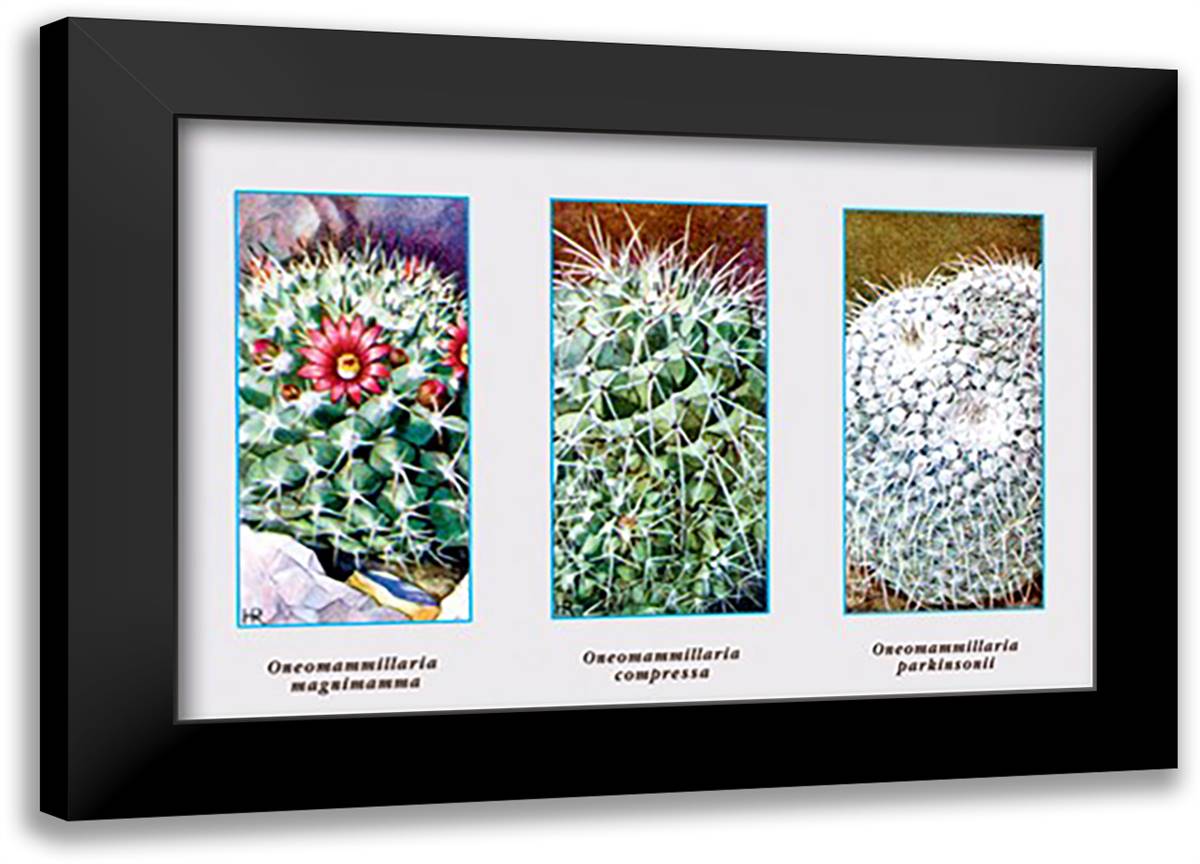 Neomammillaria Magnimamma 22x16 Black Modern Wood Framed Art Print Poster