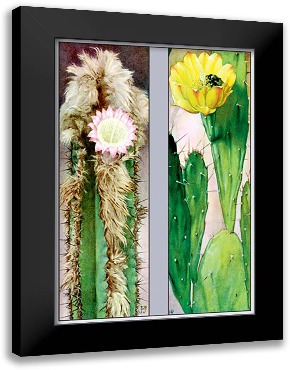 Cactus Flowers 16x22 Black Modern Wood Framed Art Print Poster