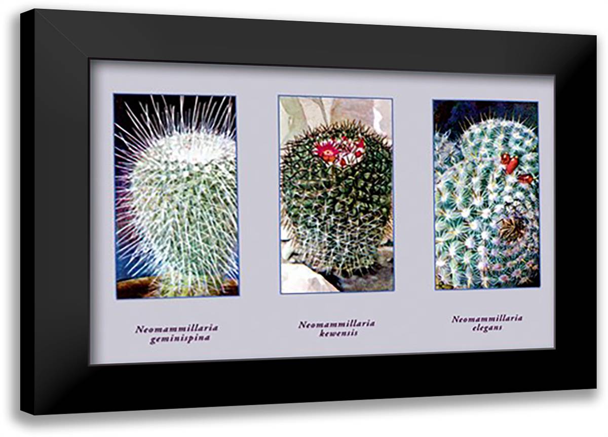 Neomammillaria Geminispina 22x16 Black Modern Wood Framed Art Print Poster