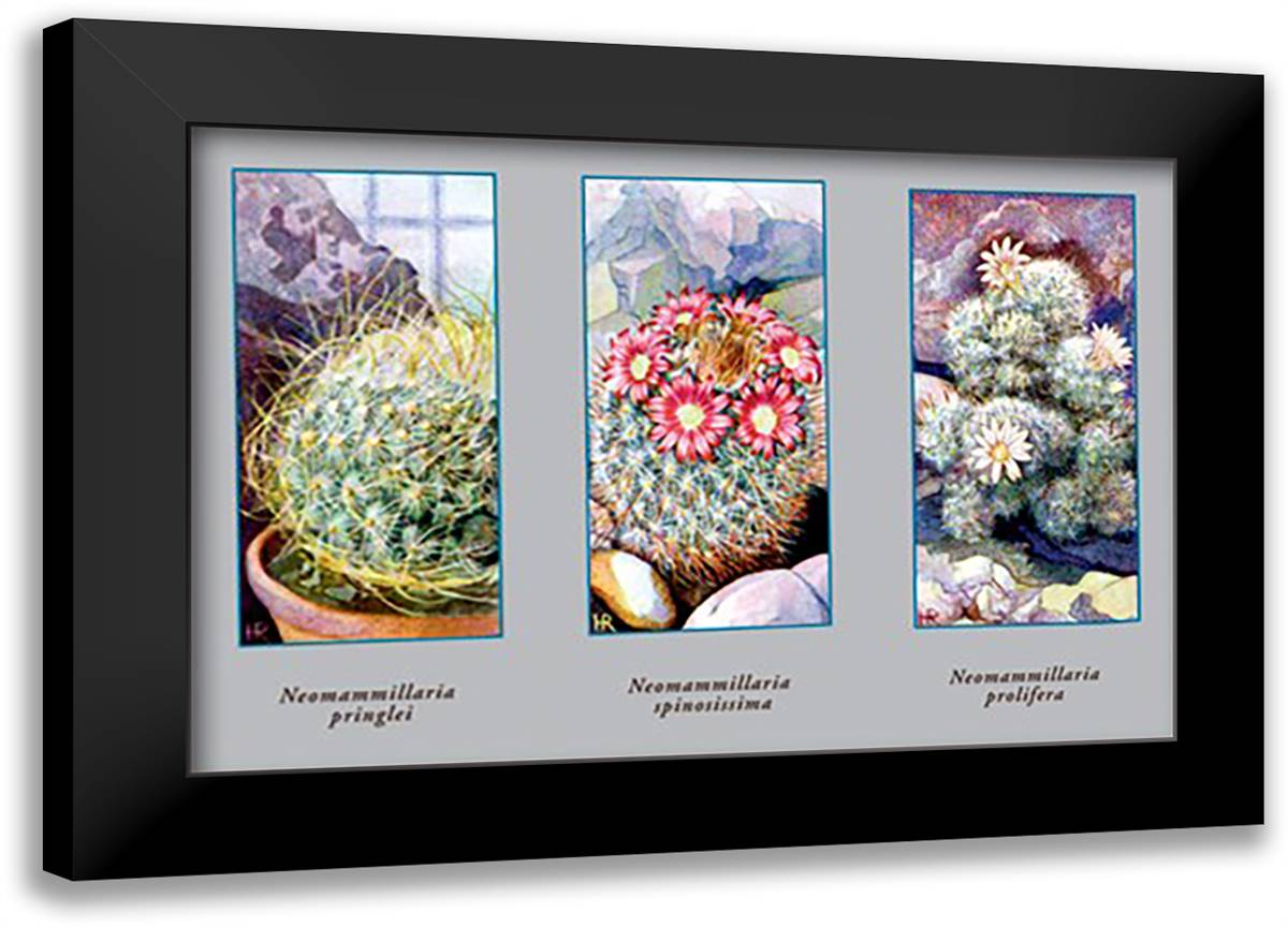 Neomammillaria Pringlei 22x16 Black Modern Wood Framed Art Print Poster