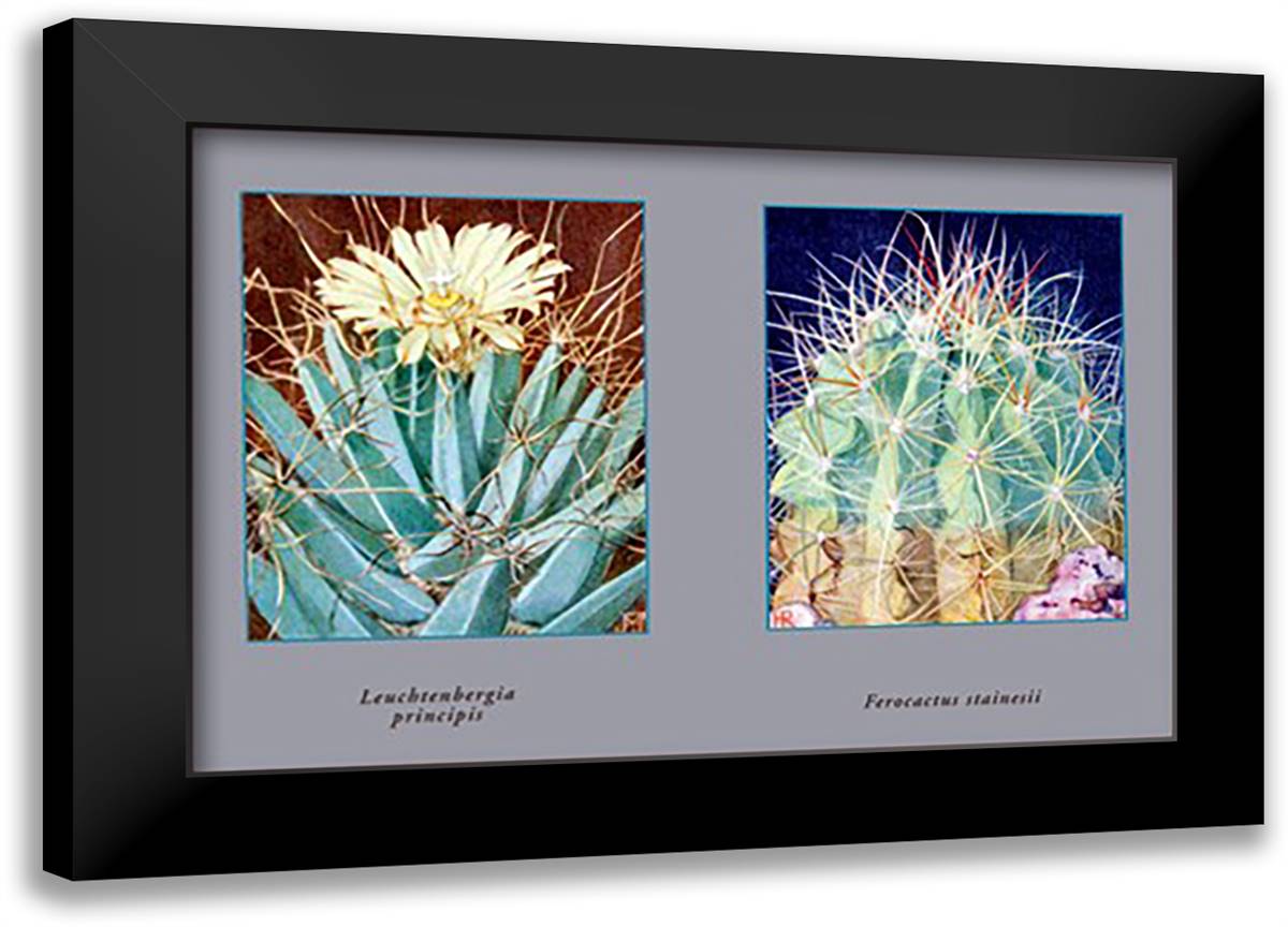 Leuchtenbergia Principis 22x16 Black Modern Wood Framed Art Print Poster