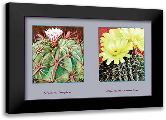 Ferocactus Latispinus 22x16 Black Modern Wood Framed Art Print Poster