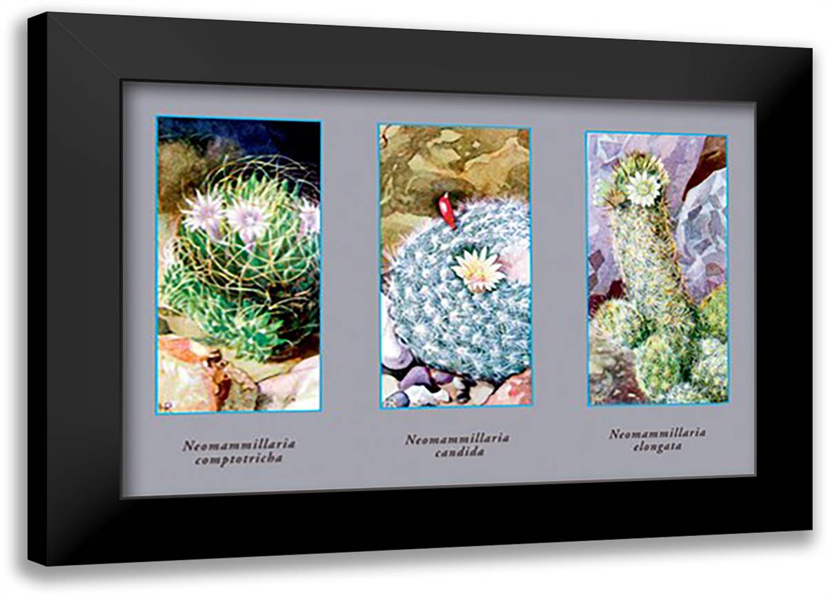 Neomammillaria Camptotricha 22x16 Black Modern Wood Framed Art Print Poster
