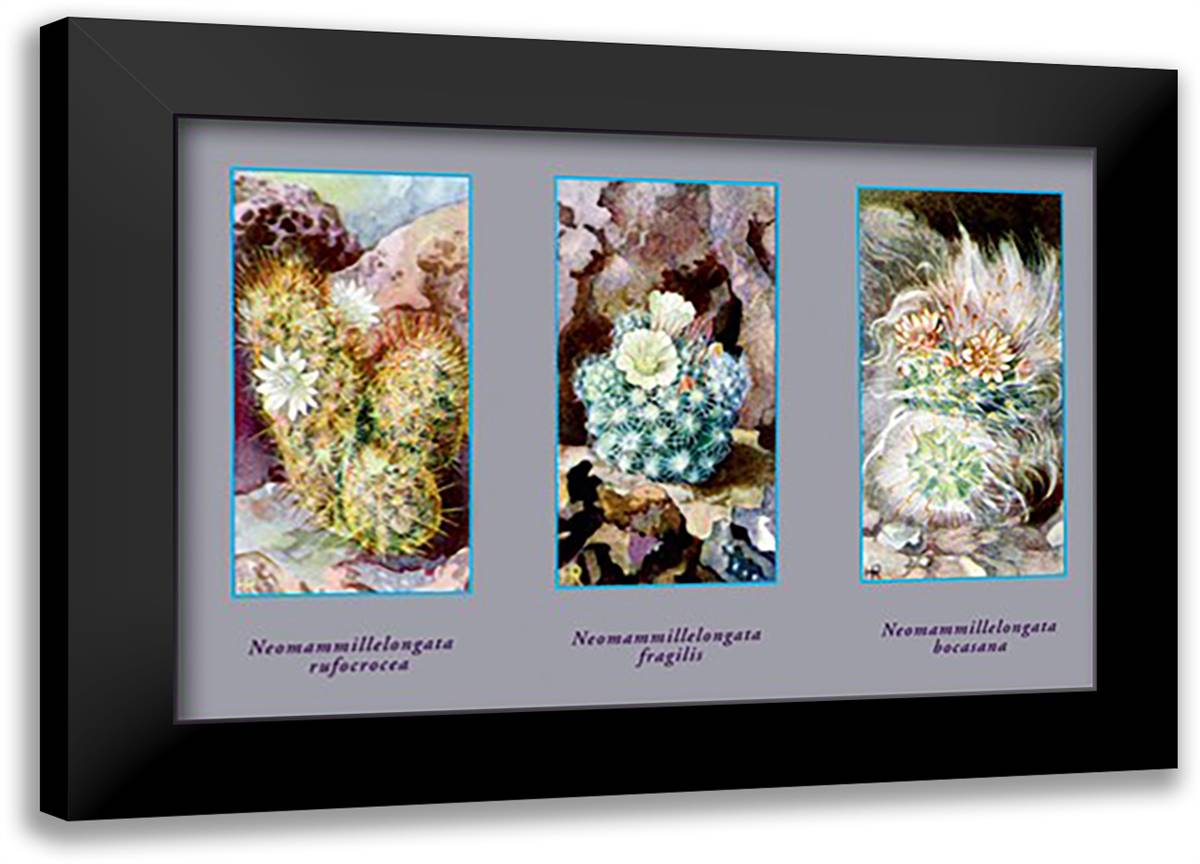 Neomammill Elongata Rufociocea 22x16 Black Modern Wood Framed Art Print Poster