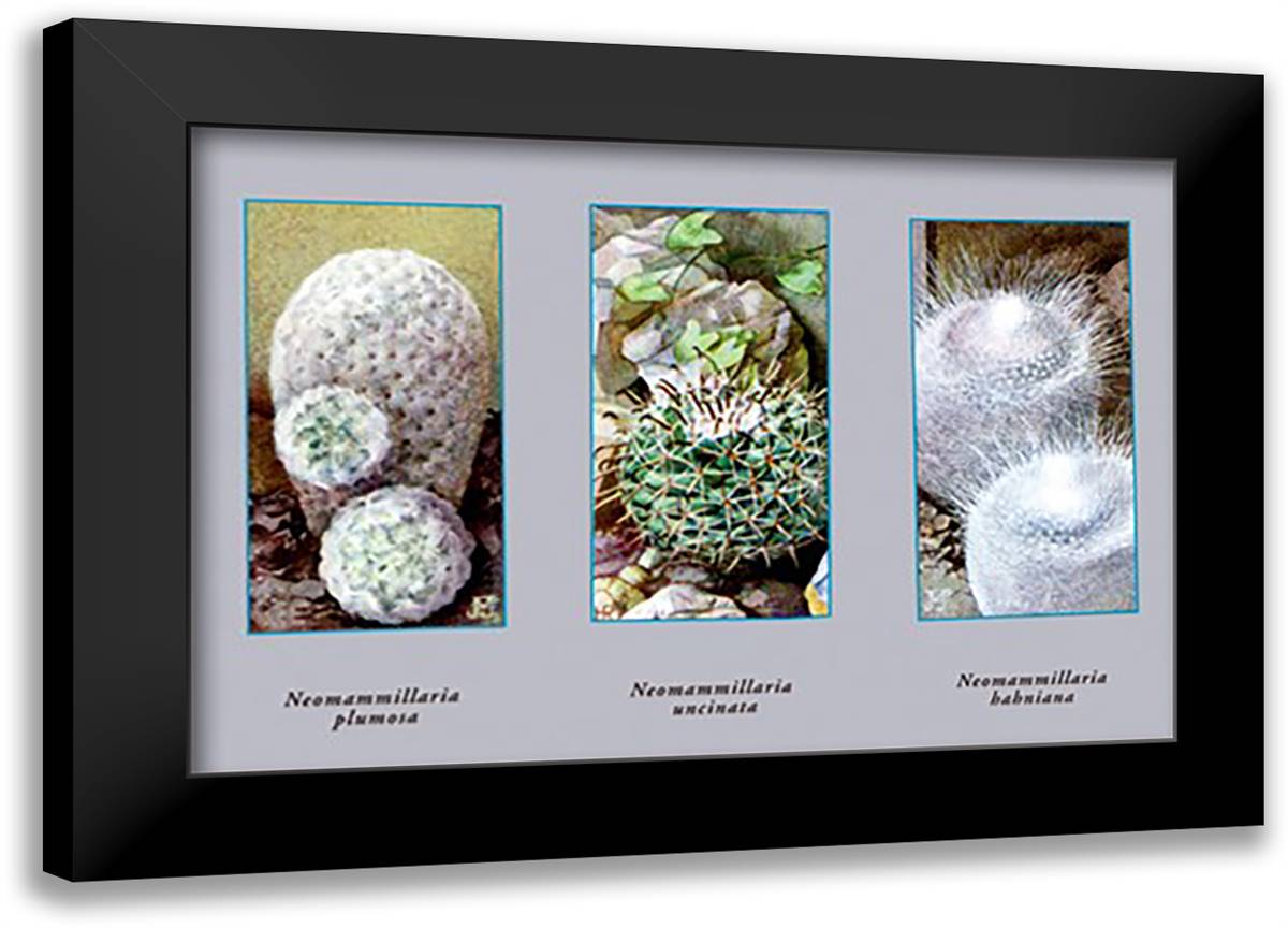Neomammillaria Plumosa 22x16 Black Modern Wood Framed Art Print Poster
