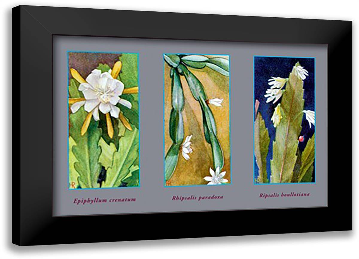 Epiphyllum Crenatum 22x16 Black Modern Wood Framed Art Print Poster