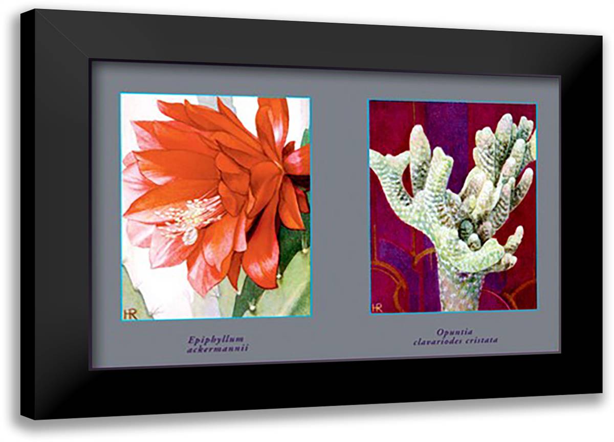 Epiphyllum Ackermarnii 22x16 Black Modern Wood Framed Art Print Poster