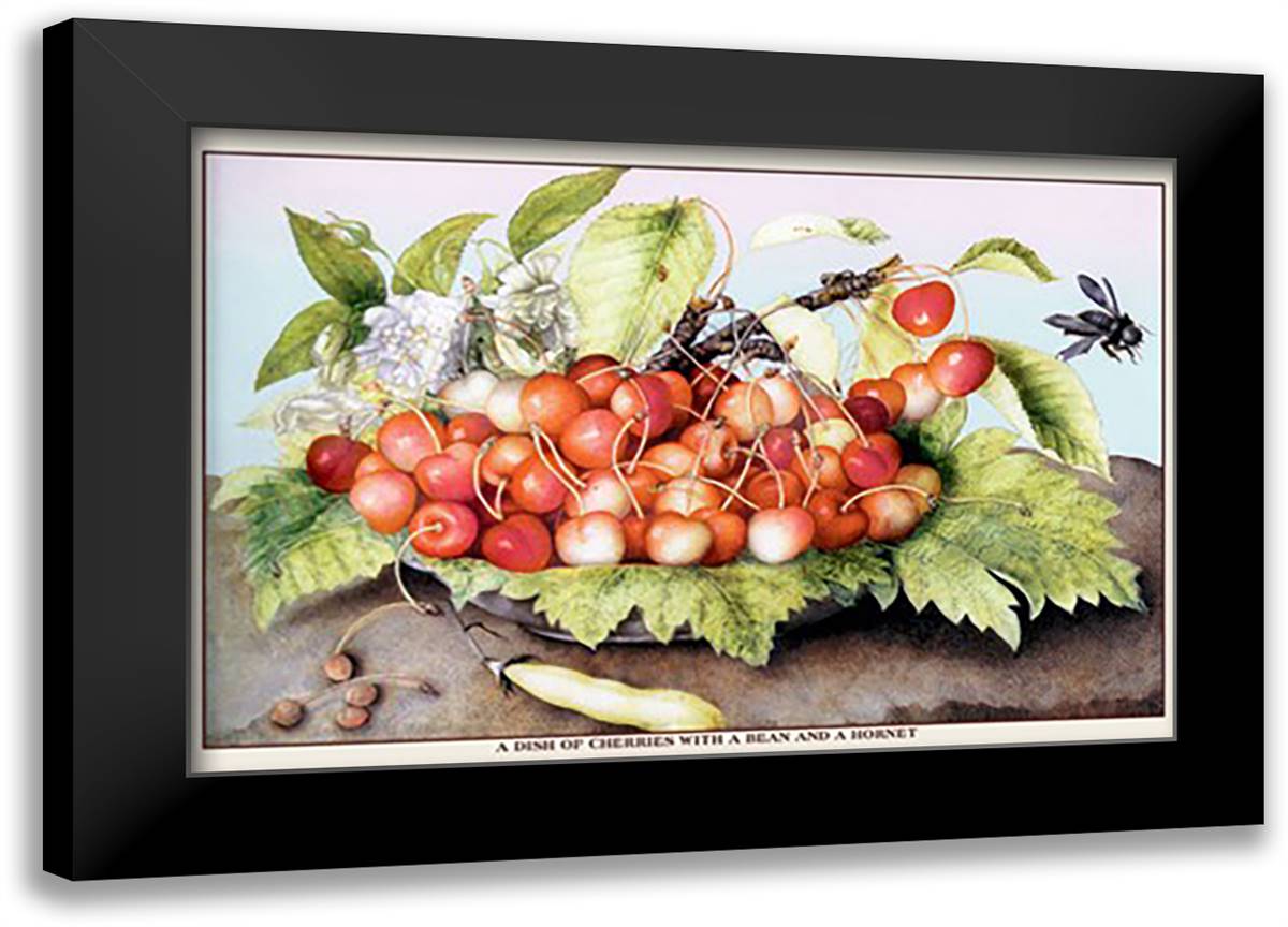 Dish of Cherries With a Bean and a Hornet 22x16 Black Modern Wood Framed Art Print Poster by Garzoni, Giovanni