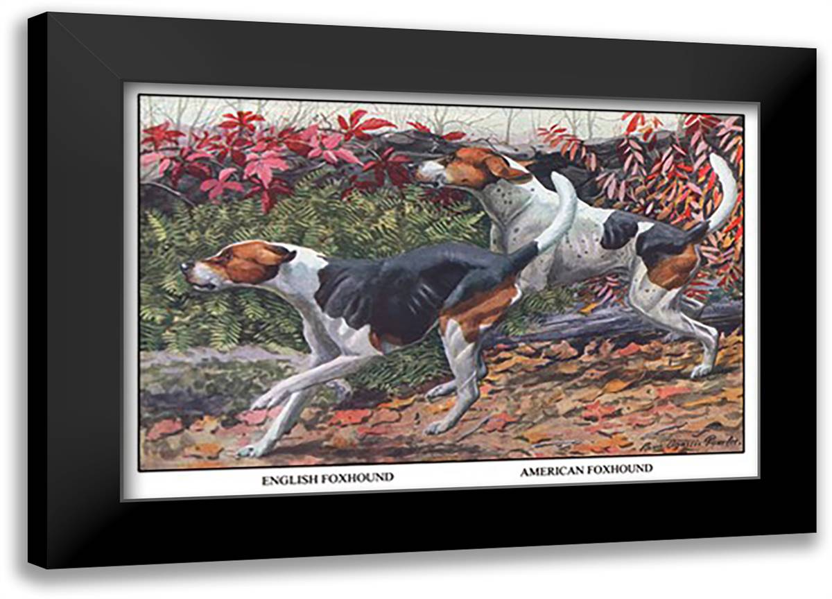 English Foxhound and American Foxhound 22x16 Black Modern Wood Framed Art Print Poster by Fuertes, Louis Agassil