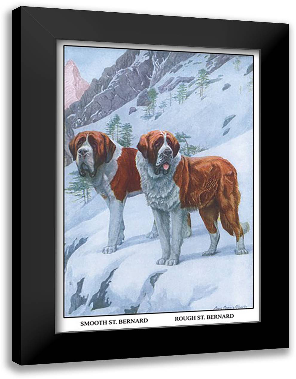 Two Saint Bernards 16x22 Black Modern Wood Framed Art Print Poster by Fuertes, Louis Agassil