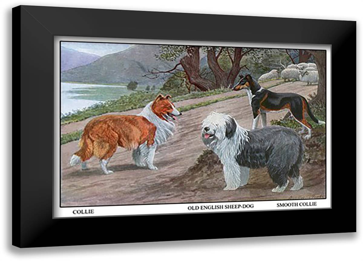 Collie, Old English Sheep Dog, Smooth Collie 22x16 Black Modern Wood Framed Art Print Poster by Fuertes, Louis Agassil