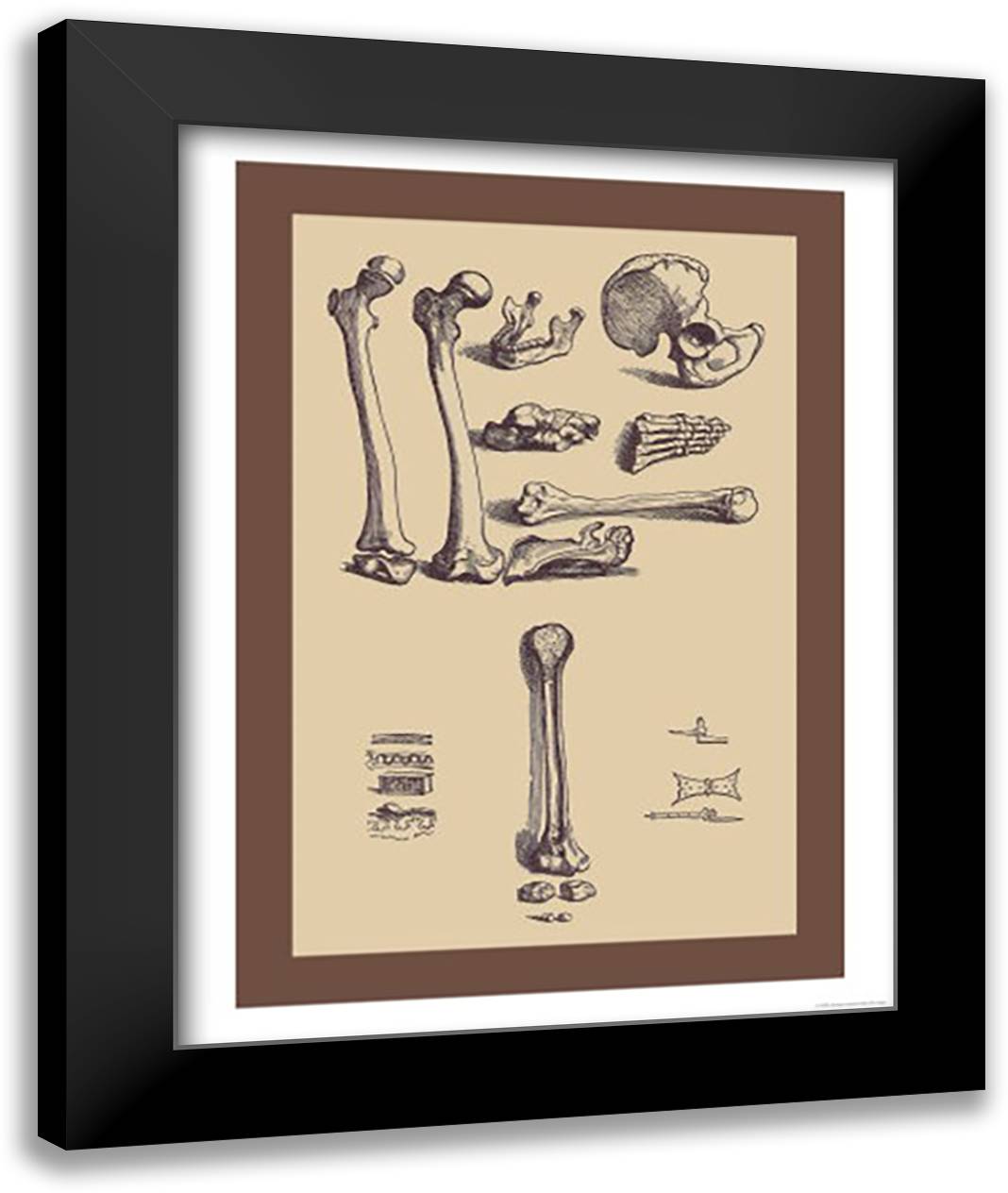Bones with Tools 16x22 Black Modern Wood Framed Art Print Poster by Vesalius, Andreas