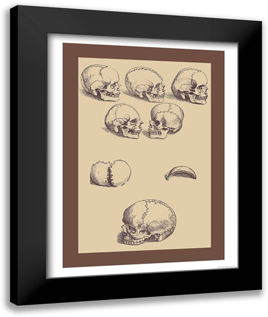 Skulls 16x22 Black Modern Wood Framed Art Print Poster by Vesalius, Andreas