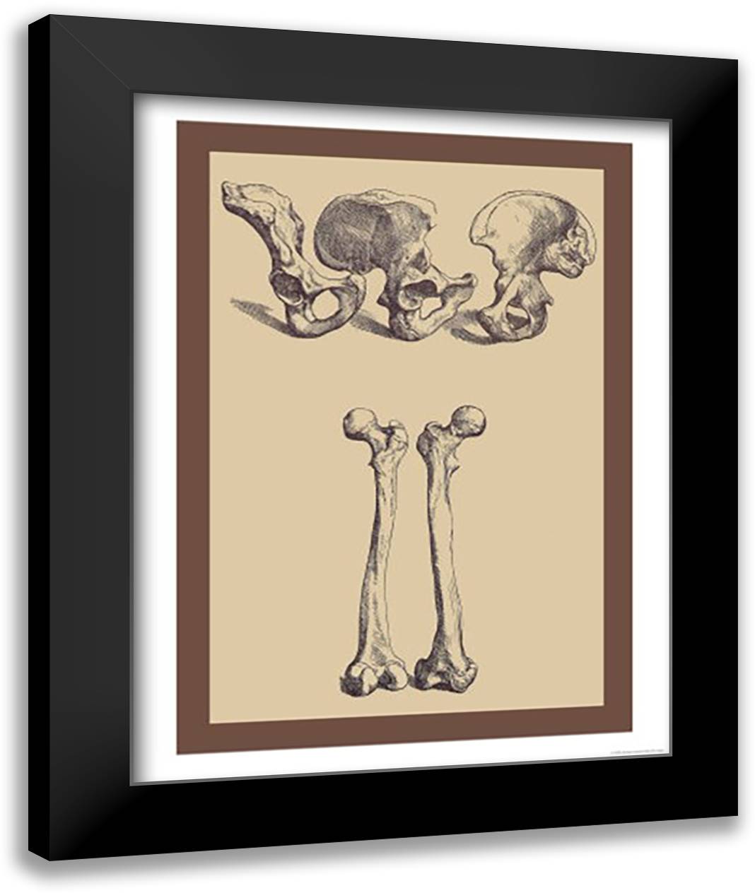 Pelvic Bones 16x22 Black Modern Wood Framed Art Print Poster by Vesalius, Andreas