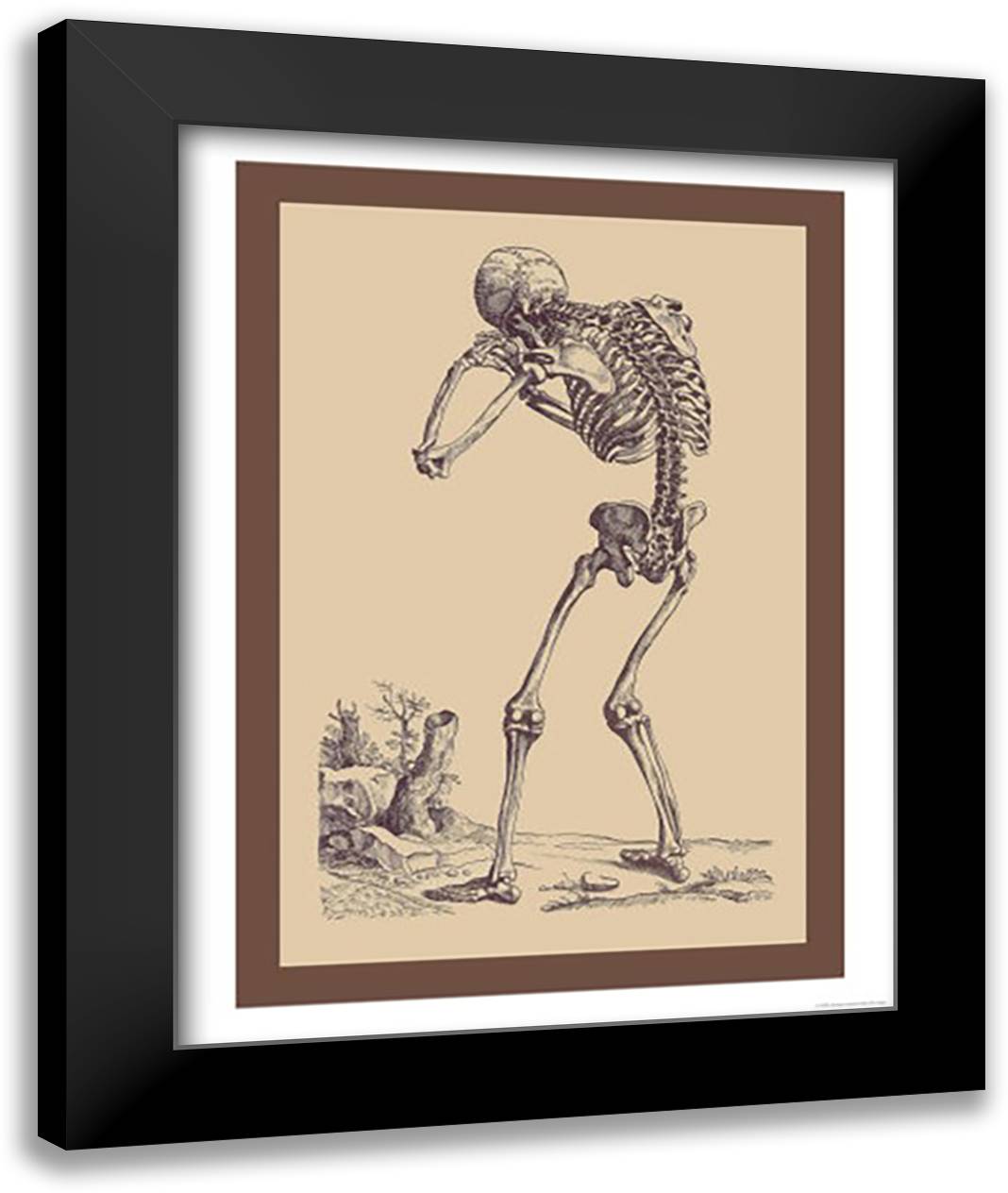 Bending Skeleton 16x22 Black Modern Wood Framed Art Print Poster by Vesalius, Andreas