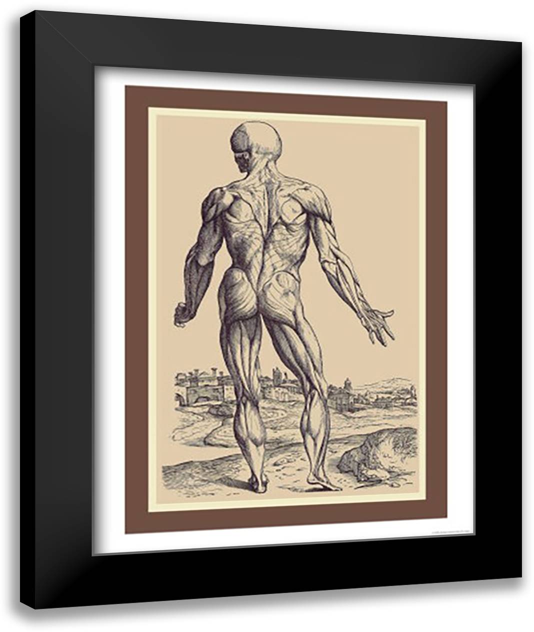 Ninth Plate of the Muscles 16x22 Black Modern Wood Framed Art Print Poster by Vesalius, Andreas