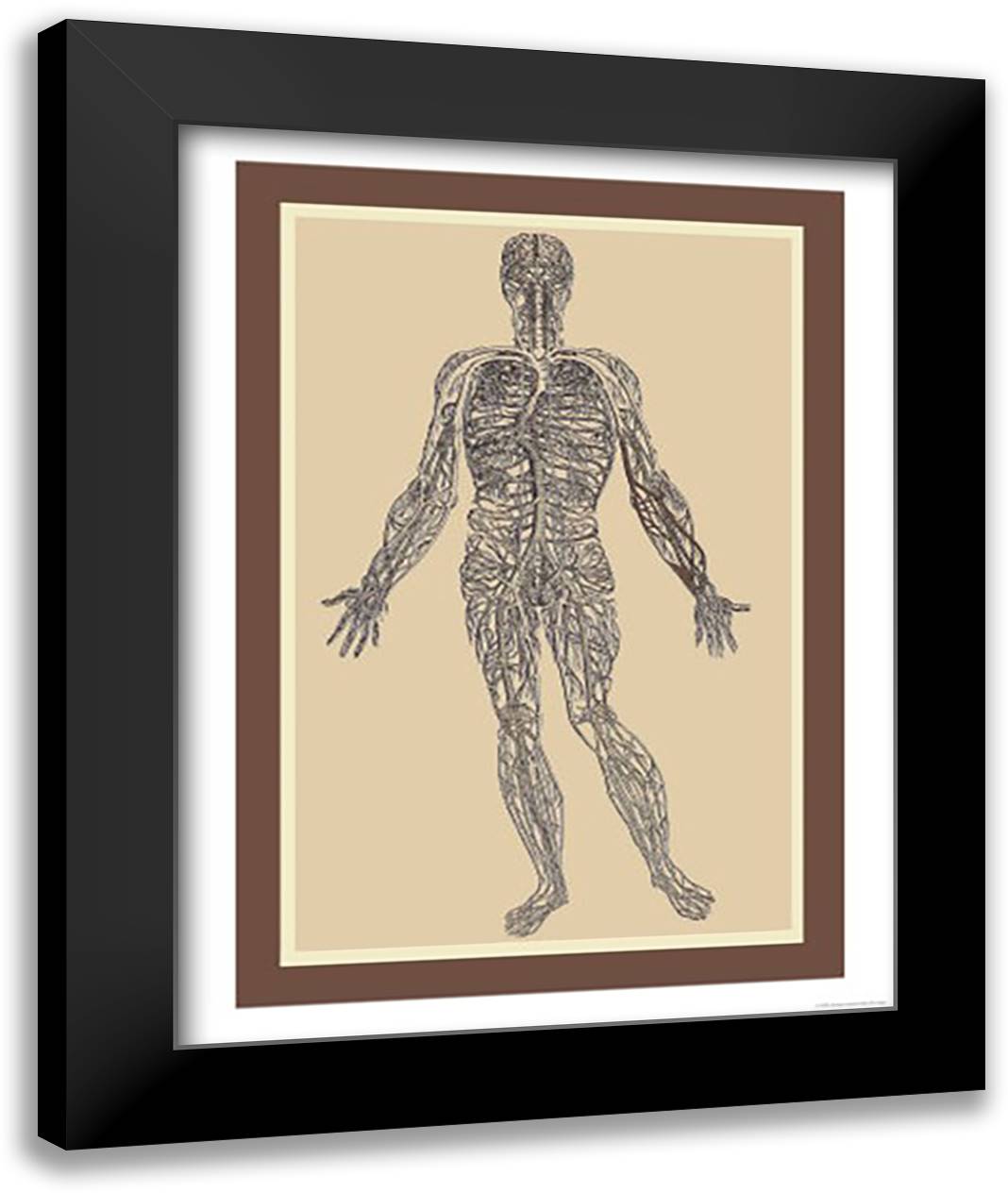 Nervous System 16x22 Black Modern Wood Framed Art Print Poster by Vesalius, Andreas