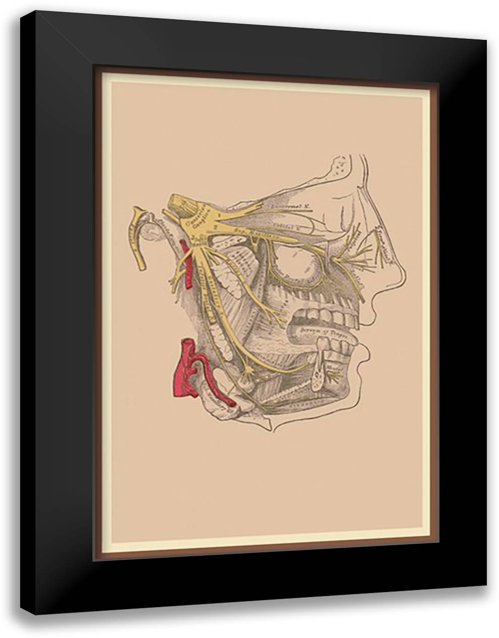 Cranial Nerves 16x22 Black Modern Wood Framed Art Print Poster