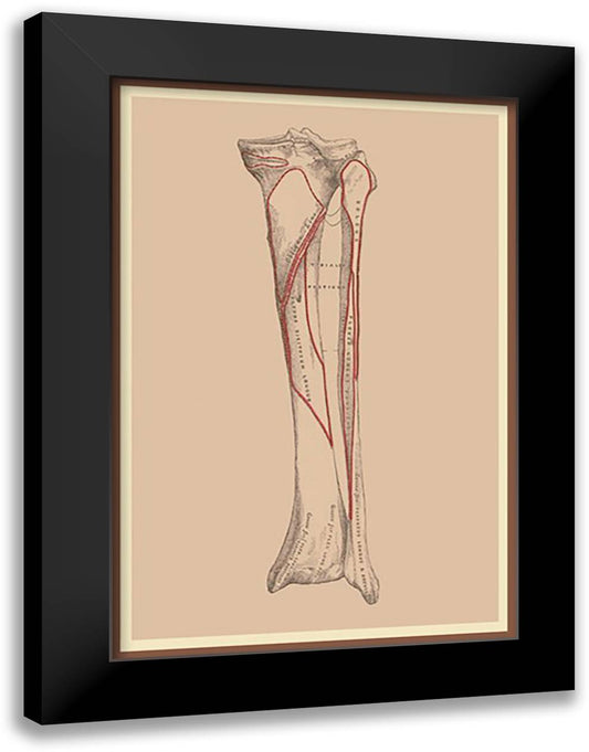 Tibia 16x22 Black Modern Wood Framed Art Print Poster