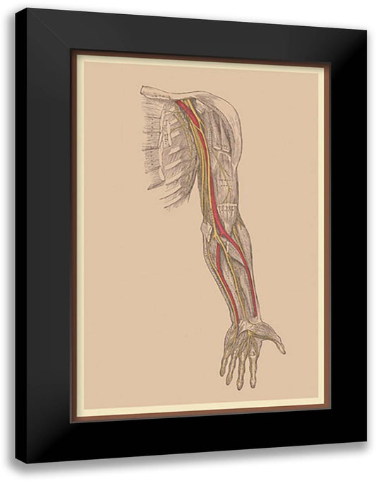 Spinal Nerves 16x22 Black Modern Wood Framed Art Print Poster