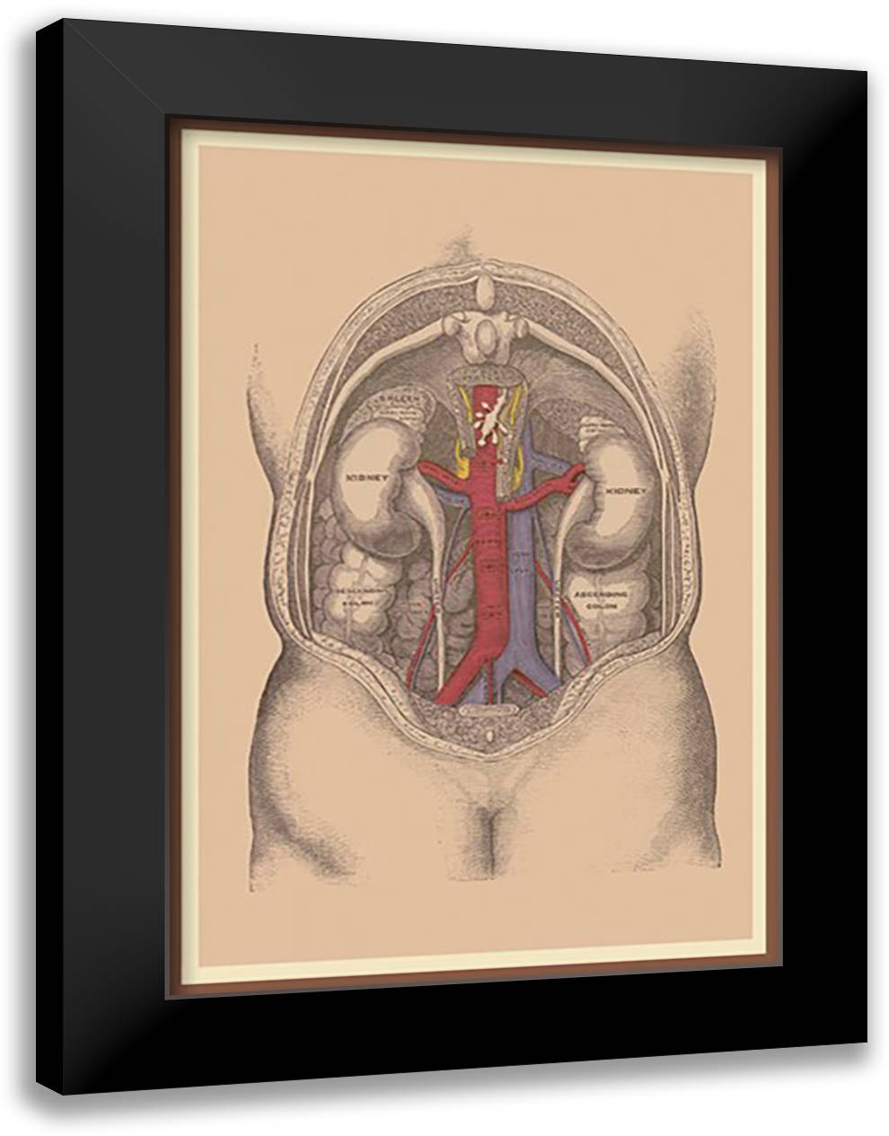 Large Intestine 16x22 Black Modern Wood Framed Art Print Poster