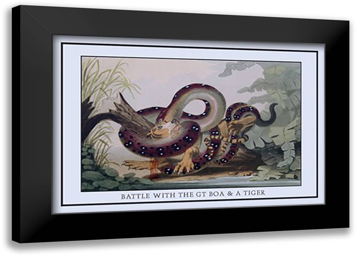 Battle Between the Great Boa and a Tiger 22x16 Black Modern Wood Framed Art Print Poster by Clark, J. H.
