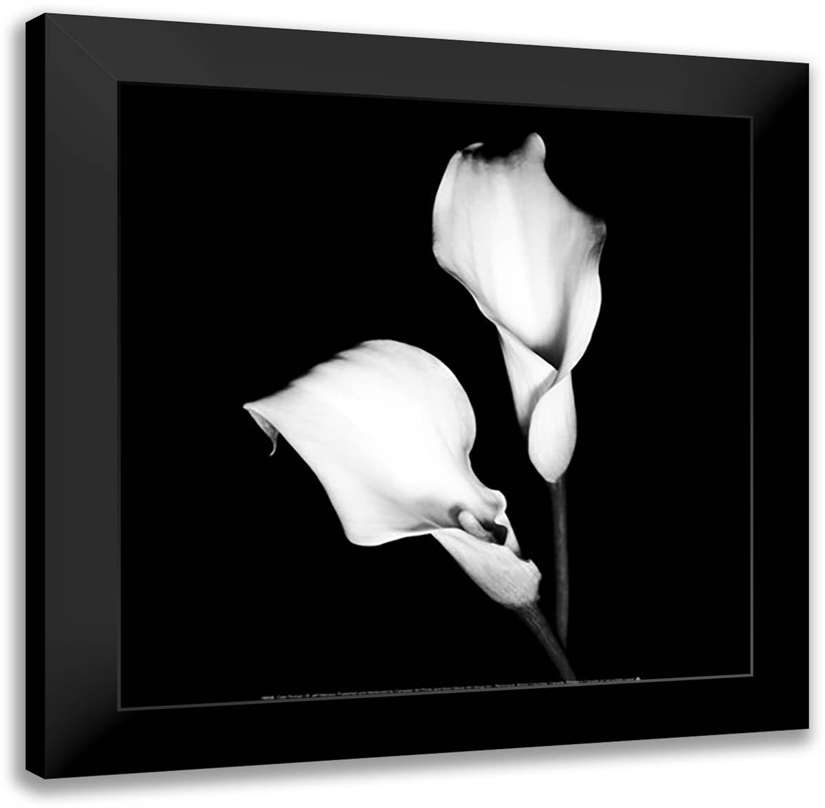 Calla Portrait I 16x16 Black Modern Wood Framed Art Print Poster by Maihara, Jeff