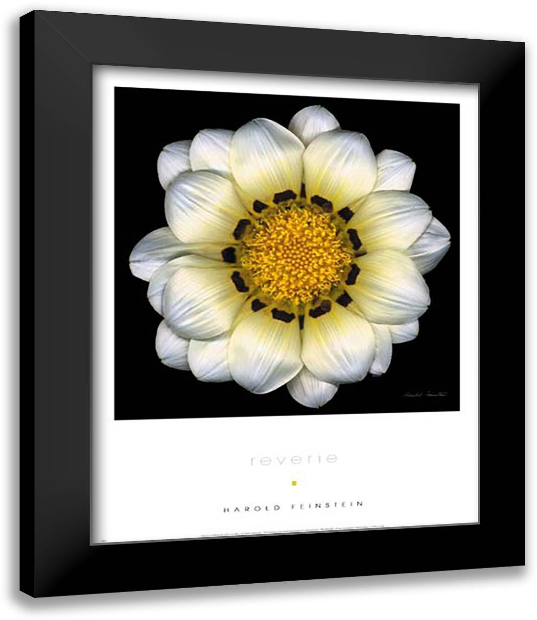 Reverie 15x18 Black Modern Wood Framed Art Print Poster by Feinstein, Harold