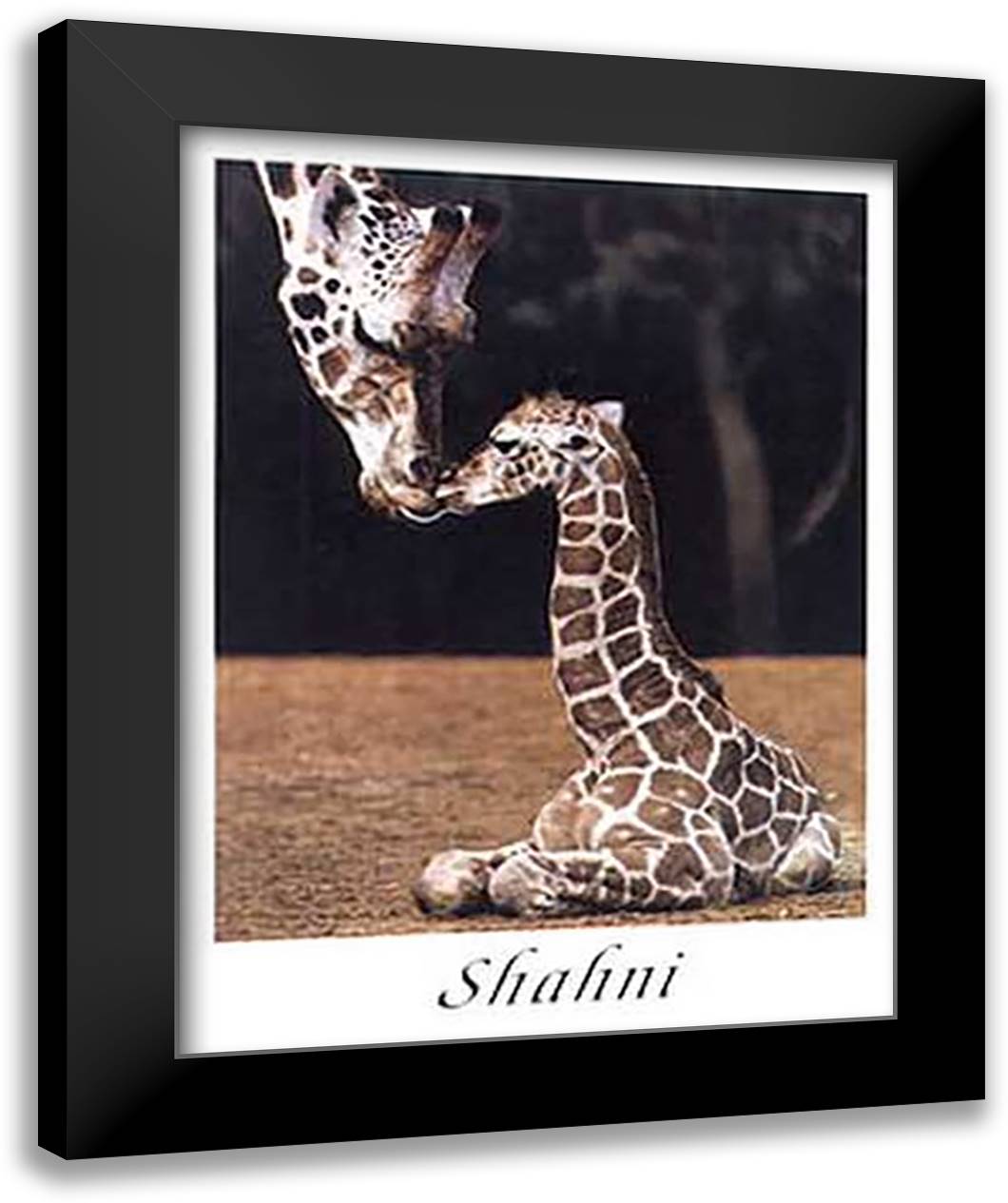 Shahni 28x40 Black Modern Wood Framed Art Print Poster by D'Raine, Ron