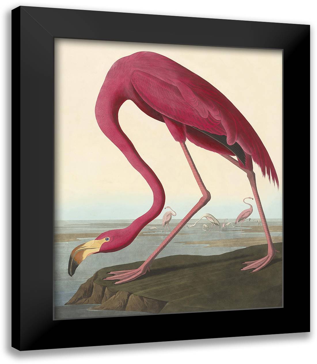 American Flamingo 26x34 Black Modern Wood Framed Art Print Poster by Audubon, John Woodhouse