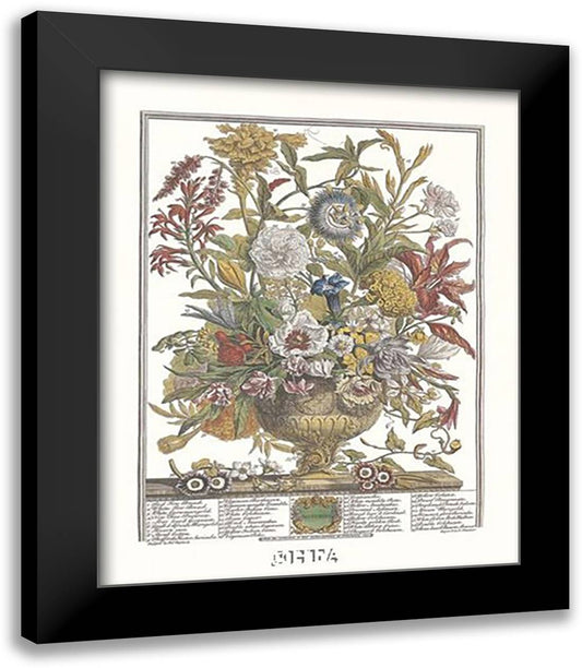 Twelve Months of Flowers, 1730/September 14x16 Black Modern Wood Framed Art Print Poster by Furber, Robert