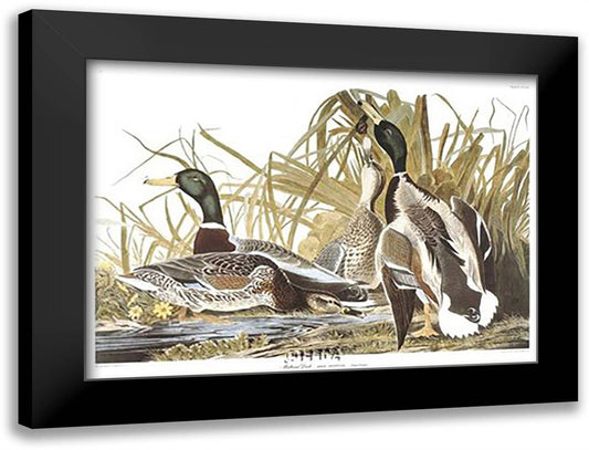 Mallard Duck 37x28 Black Modern Wood Framed Art Print Poster by Audubon, John James